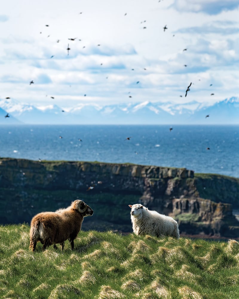 Two sheep stand on a grassy cliff, with flying puffins and the sparkling ocean visible behind them.