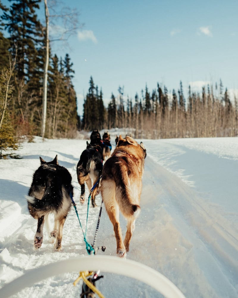 A team of sled dogs, seen from behind, runs down a Canadian trail.