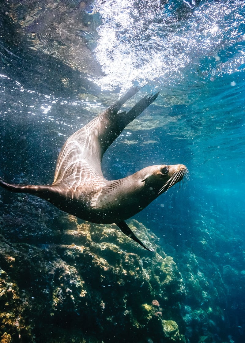 A Galápagos sea lion, photographed underwater near Santa Cruz Island.