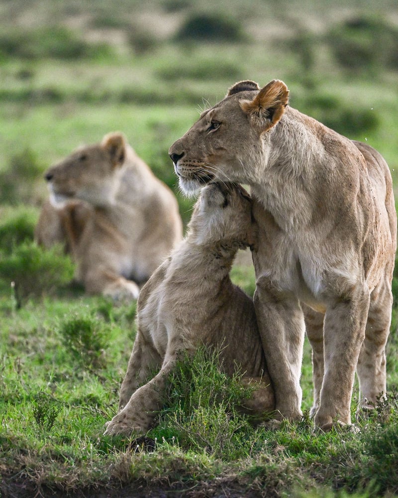 A lion and her cub on a grassy plain.