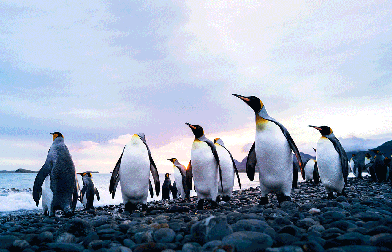 Journey to the farthest corners of the world with Aurora Expeditions, Seabourn, and Saudi Tourism Authority..