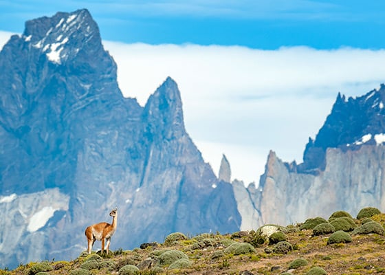 68241158-Quark-Patagonia-560x400-0224