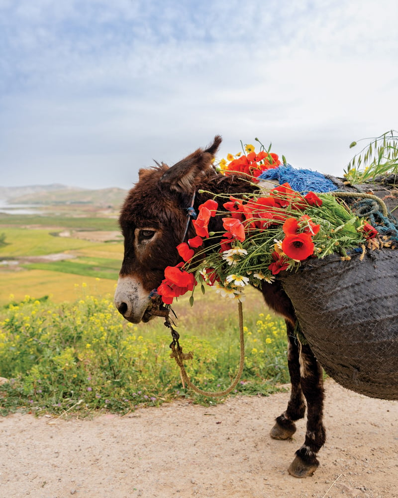 A donkey wears a basket of flowers on its back.