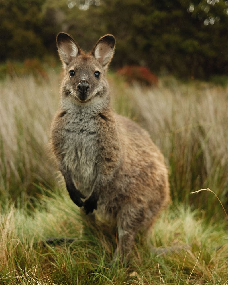 A wallaby stands in front of tall grass.