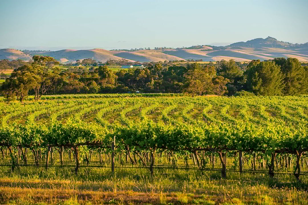 Rows of green vines in a vineyard with rolling hills in the distance. 