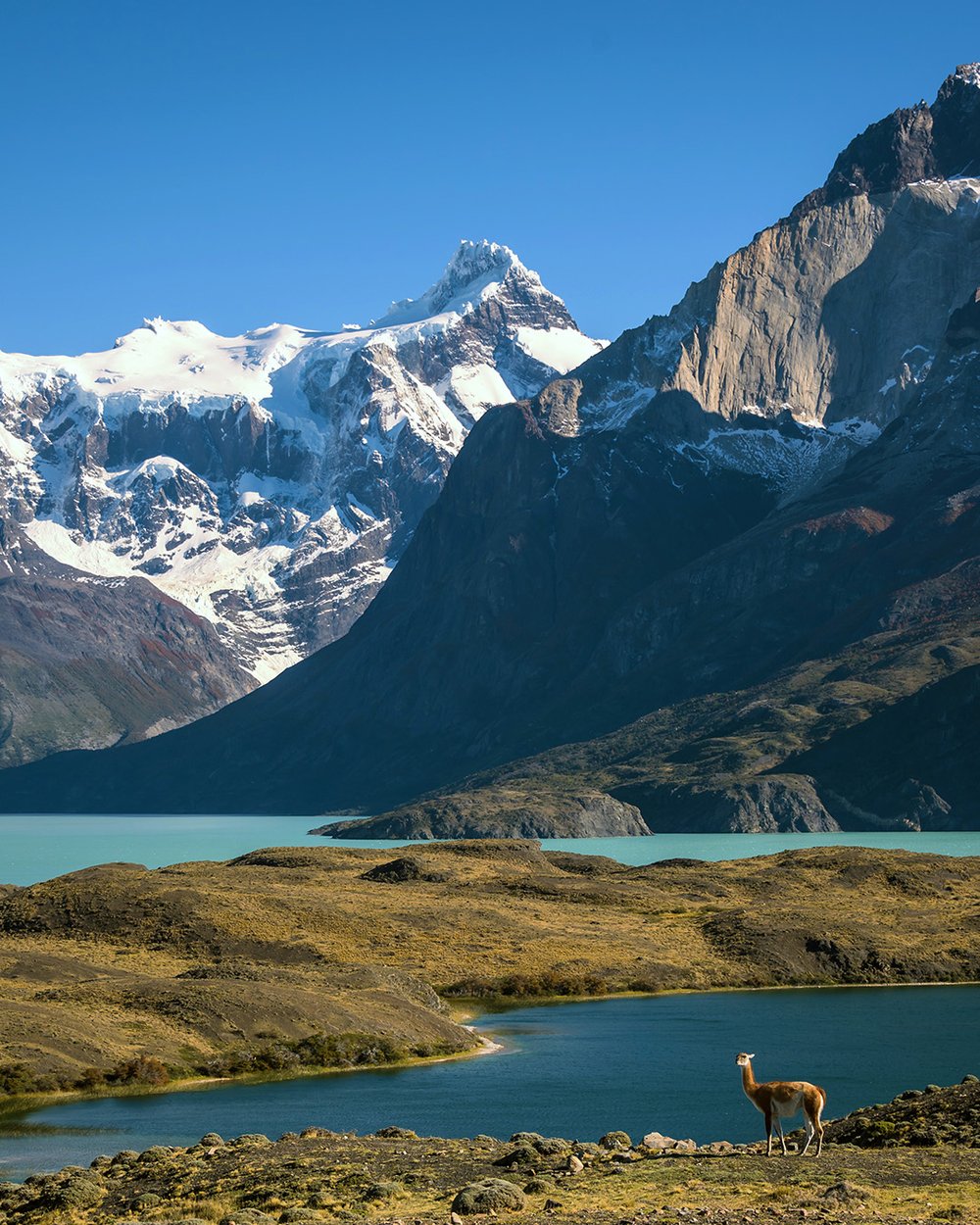 A llama stands in front of snow-capped mountains in Patagonia National Park.