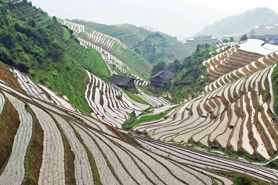 Rice terraces grow along sloping hills in China.