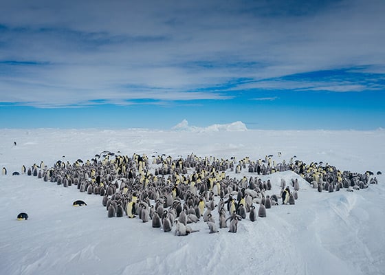 Quark-Expeditions---Emperor-Penguin-Quest-Snow-Hill---Credit-David-Merron-(5)-(1)