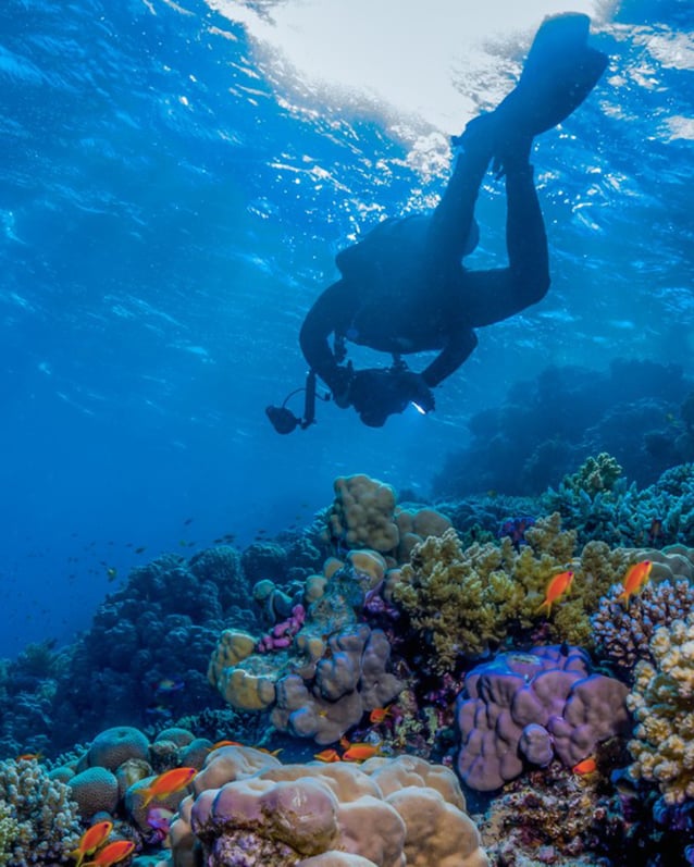 In an underwater photograph, a diver photographs colorful coral in the Red Sea.