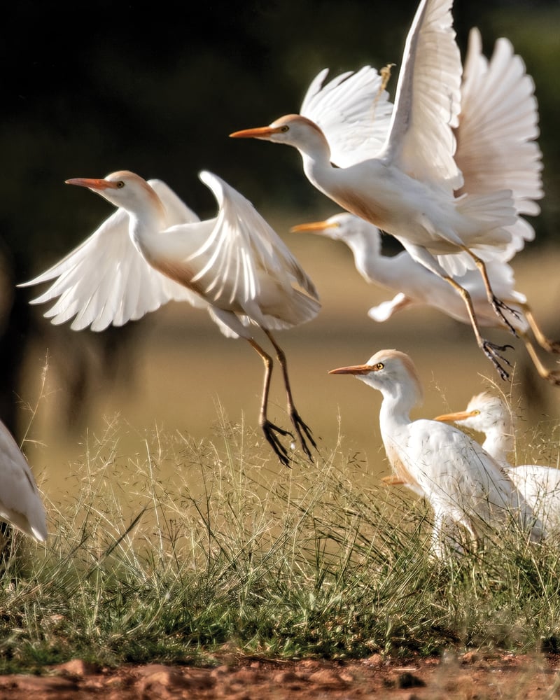 White cattle egrets with orange-tinged crowns and breasts lift off from the Serengeti grassland in Tanzania.