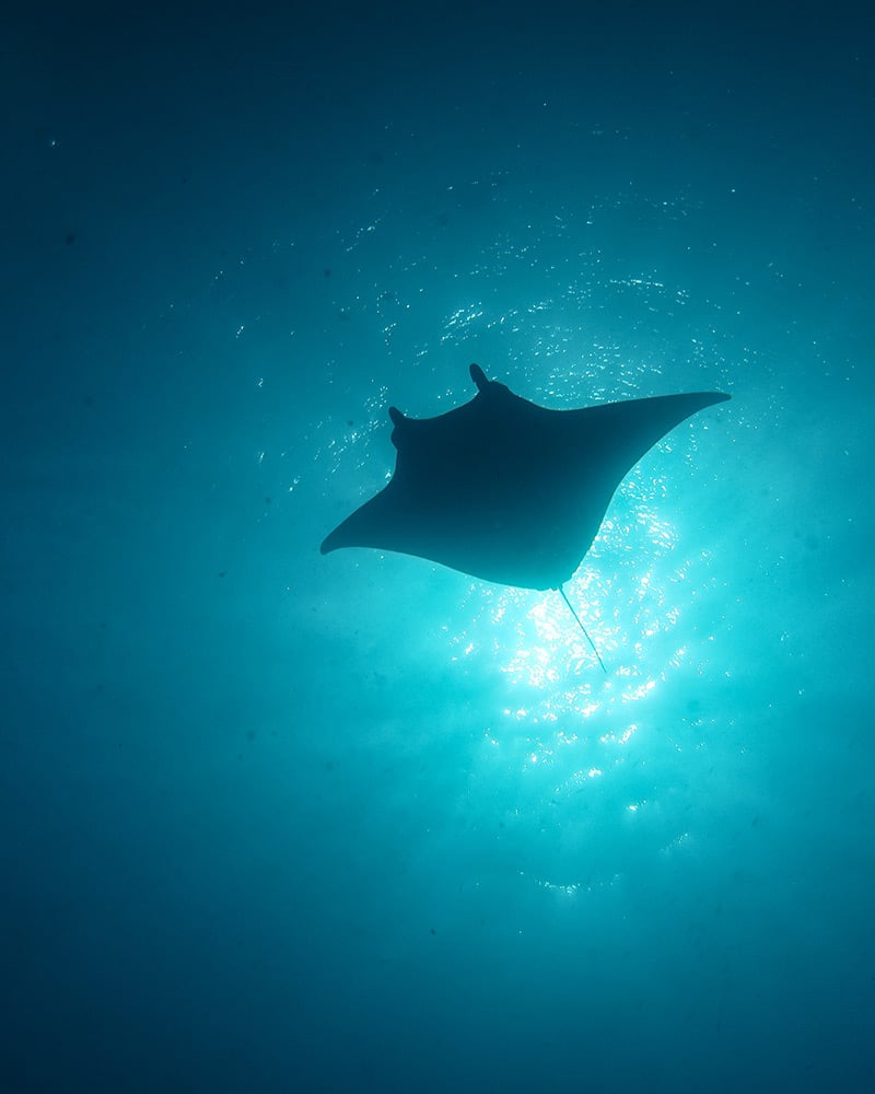 A manta ray, seen from underwater.