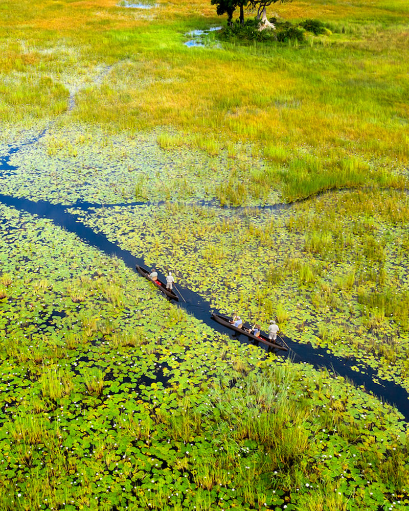 Two mokoro canoes glide through the lily-pad-filled waters of the Okavango Delta.