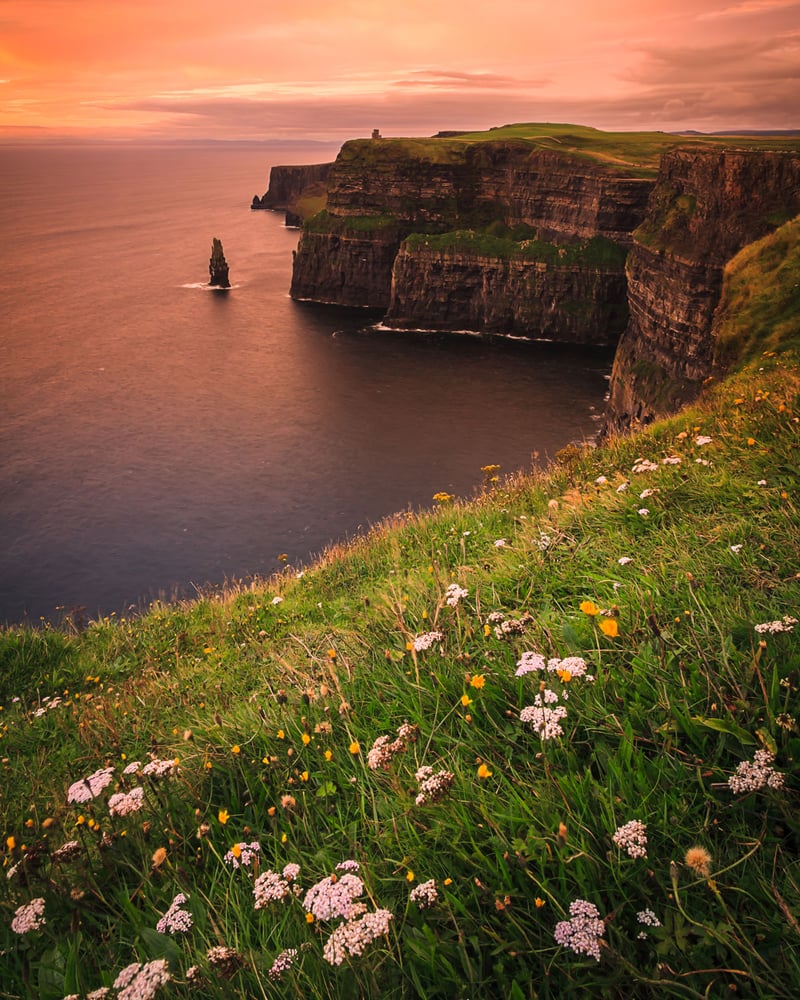 White and yellow wildflowers grow in the foreground, with the Cliffs of Moher and a pink sunset in the background.