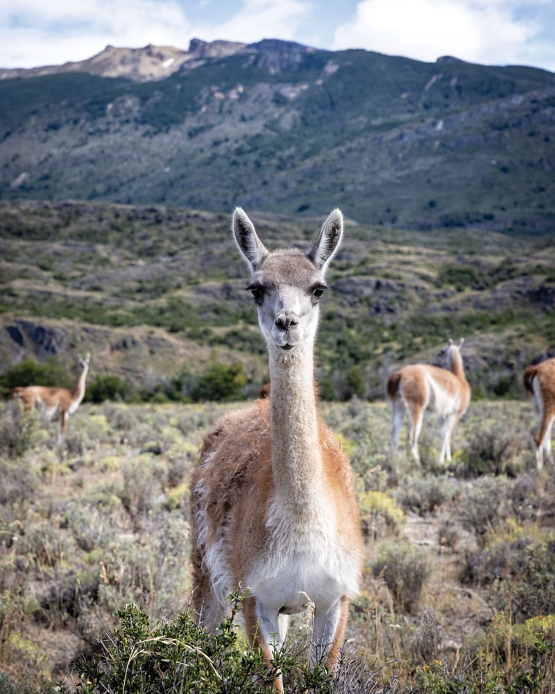 A guanaco looks directly at the camera, with Patagonia National Park in the background.