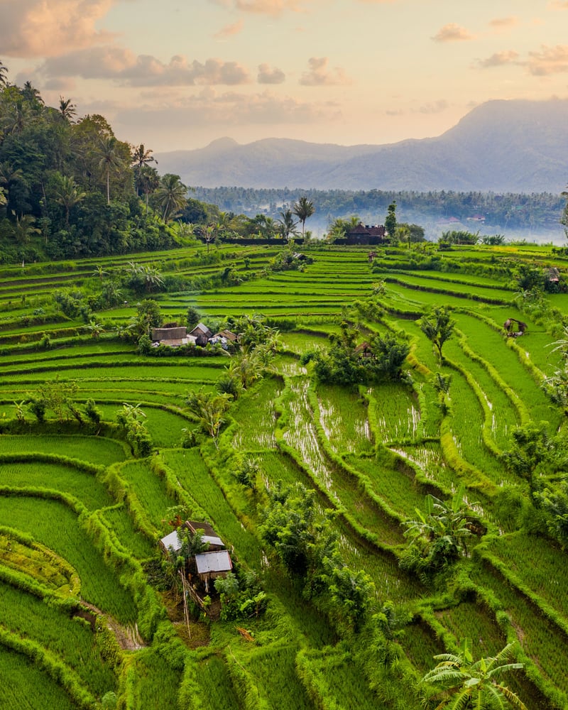 An overhead shot of rice paddies in Bali.